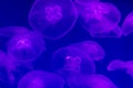 Large number of transparent jellyfish on a blue or purple background in the ocean. Transparent jellyfish in the dark blue Royalty Free Stock Photo