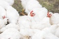 A large number of white adult broilers Royalty Free Stock Photo