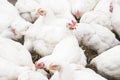 A large number of white adult broilers Royalty Free Stock Photo