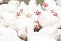 A large number of white adult broilers