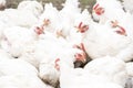 A large number of white adult broilers Royalty Free Stock Photo
