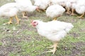 A large number of white adult broilers Royalty Free Stock Photo