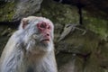 An old white-haired macaque Royalty Free Stock Photo