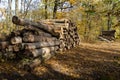 Large oak logs are piled in a forest clearing. Concept of forest theft or illegal logging Royalty Free Stock Photo