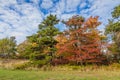 Large Oak, Maple and Pine tree show off bright fall foliage under a bright blue sky Royalty Free Stock Photo