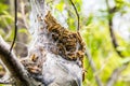 A large oak processionary moth nest in procession on an oak tree Royalty Free Stock Photo