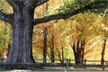 Large Oak Tree Royalty Free Stock Photo