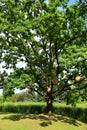 Sprawling oak tree with hornet& x27;s nest near lake with cane Royalty Free Stock Photo