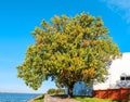 Large oak tree in autumn by the Baltic sea Royalty Free Stock Photo
