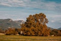 A large oak tree in autumnal colours towers above an ancient derelict building in the Regino valley in the Balagne region of