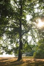 Large oak tree, back lit