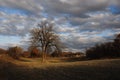 A large oak tree bare of leaves under a partly cloudy sky in central Texas near Anson. Royalty Free Stock Photo