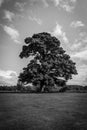 Large Oak Tree Black and White Royalty Free Stock Photo