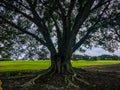large oak tree on the golf course Royalty Free Stock Photo
