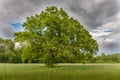 Large oak tree in a clearing in spring Royalty Free Stock Photo