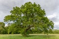 Large oak tree in a clearing in spring Royalty Free Stock Photo