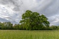 Large oak tree in a clearing in spring Royalty Free Stock Photo