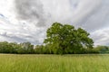 Large oak tree in a clearing in spring Royalty Free Stock Photo