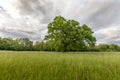 Large oak tree in a clearing in spring Royalty Free Stock Photo