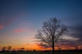 Large oak tree and colorful clouds after sunset Royalty Free Stock Photo