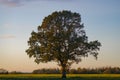 Large Oak Tree at Dusk Royalty Free Stock Photo