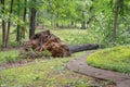 Large oak tree fallen in yard after tornado Royalty Free Stock Photo