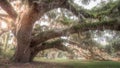 Large Oak Tree with Spanish Moss at Sunset Royalty Free Stock Photo