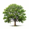Realistic Oak Tree Illustration On White Background Royalty Free Stock Photo