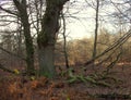 A large oak tree and its large, dead branches in the Sababurg primeval forest Royalty Free Stock Photo