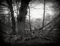 A large oak tree and its large, dead branches in the Sababurg primeval forest, Lomography Holga Royalty Free Stock Photo