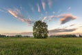Large oak tree in a meadow with a glowing sky at dusk on a fall evening Royalty Free Stock Photo