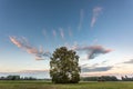 Large oak tree in a meadow with a glowing sky at dusk on a fall evening Royalty Free Stock Photo