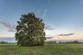 Large oak tree in a meadow with a glowing sky at dusk on a fall evening Royalty Free Stock Photo