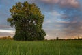 Large oak tree in a meadow on a spring evening in the French countryside Royalty Free Stock Photo