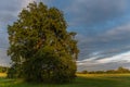 Large oak tree in a meadow on a spring evening in the French countryside Royalty Free Stock Photo