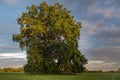 Large oak tree in a meadow on a spring evening in the French countryside Royalty Free Stock Photo