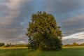 Large oak tree in a meadow on a spring evening in the French countryside Royalty Free Stock Photo