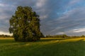 Large oak tree in a meadow on a spring evening in the French countryside Royalty Free Stock Photo