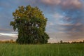 Large oak tree in a meadow on a spring evening in the French countryside Royalty Free Stock Photo