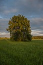 Large oak tree in a meadow on a spring evening in the French countryside Royalty Free Stock Photo