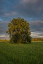 Large oak tree in a meadow on a spring evening in the French countryside Royalty Free Stock Photo