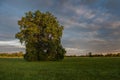 Large oak tree in a meadow on a spring evening in the French countryside Royalty Free Stock Photo