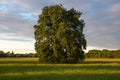 Large oak tree in a meadow on a spring evening in the French countryside Royalty Free Stock Photo