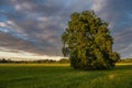 Large oak tree in a meadow on a spring evening in the French countryside Royalty Free Stock Photo