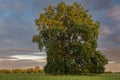 Large oak tree in a meadow on a spring evening in the French countryside Royalty Free Stock Photo