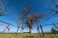 Large oak tree in the middle of wine grape field Royalty Free Stock Photo