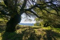 Large oak tree providing shade, Sugarloaf Ridge State park, Sonoma County, California Royalty Free Stock Photo