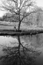 Large Oak Tree Reflecting on a Lake. Royalty Free Stock Photo
