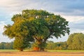 Large Oak Tree On A Summers Evening Royalty Free Stock Photo