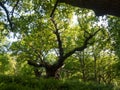 large oak tree trunk side view inside forest canopy overheard ba